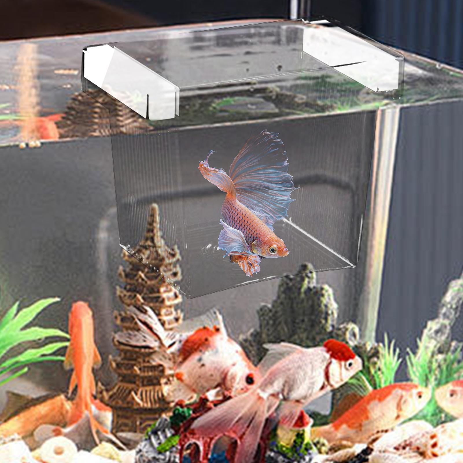 Floating Fish Breeding Isolati - Aquarium Fish Guppy recension och pris