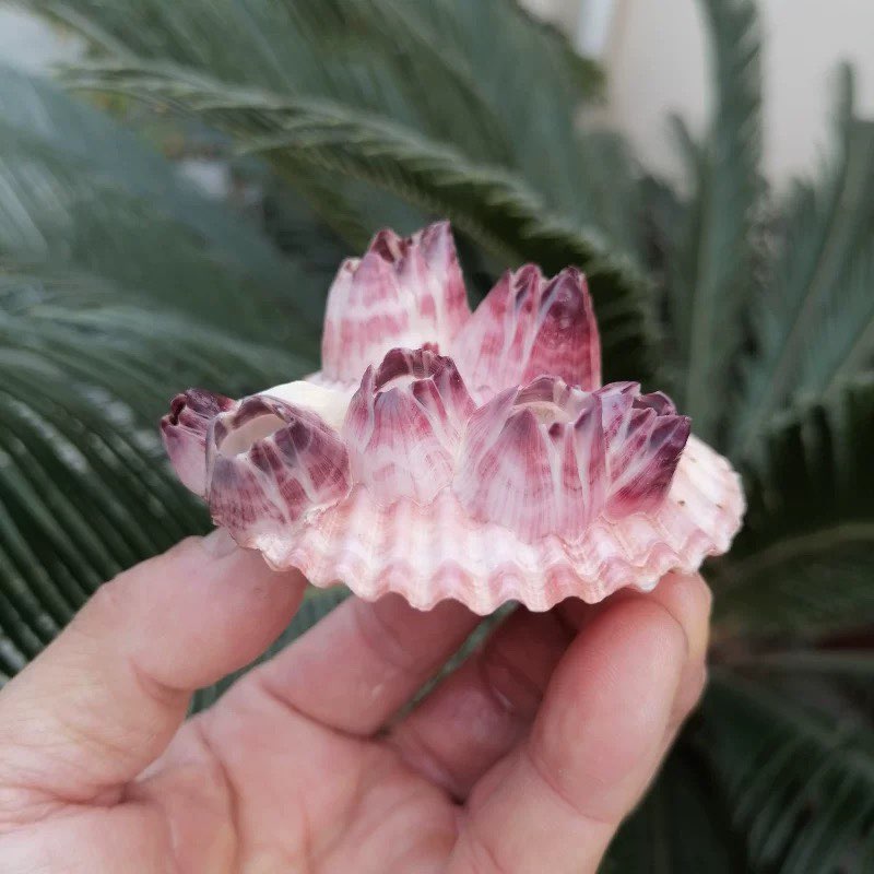 Natural Conch Shell Purple Bar - Aquarium Fish Parasites recension och pris